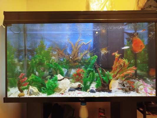 vend aquarium 300 Litres