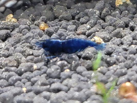 Crevettes bleues blue dream