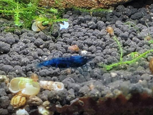 Crevettes bleues blue dream