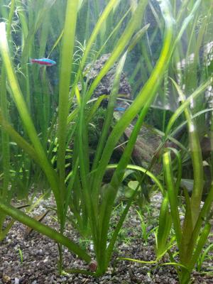 Vallisneria gigantea plante aquarium