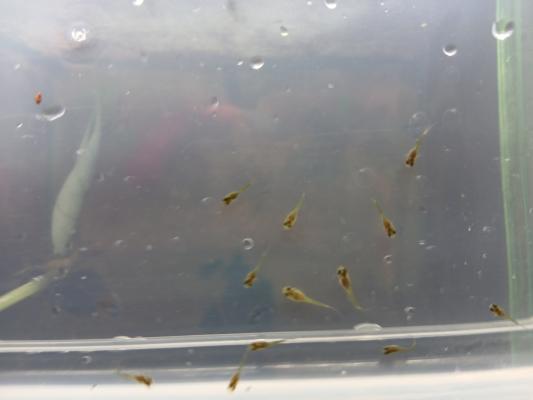 Alevins de guppys et de poisson rouge