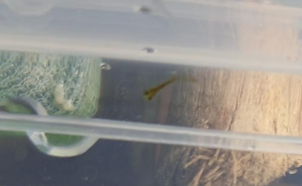 Alevins de guppys et de poisson rouge