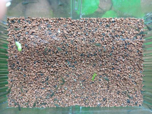 Alevins de guppys et de poisson rouge