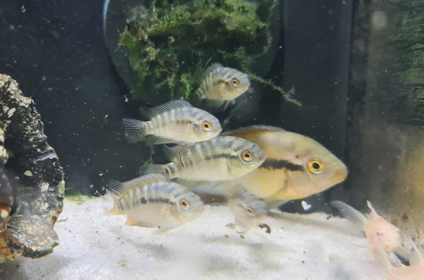 Herotilapia spinosa