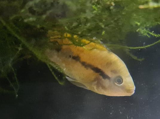 Herotilapia spinosa
