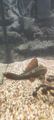 Poisson pseudacanthicus pirarara très rare