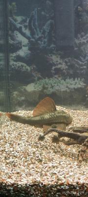 Poisson pseudacanthicus pirarara très rare