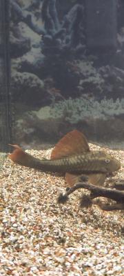 Poisson pseudacanthicus pirarara très rare