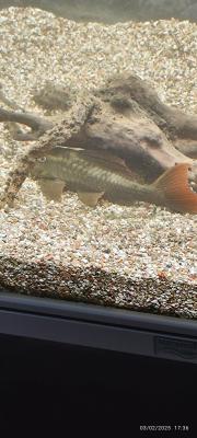 Poisson pseudacanthicus pirarara très rare