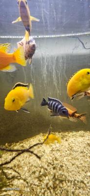 CICHLIDES