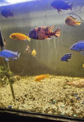 CICHLIDES