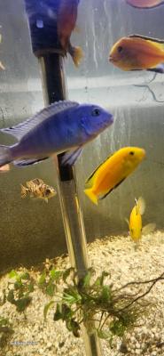 CICHLIDES