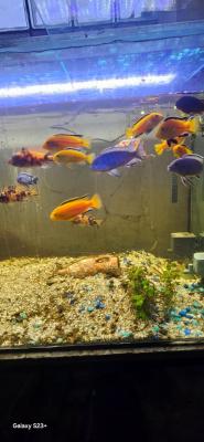 CICHLIDES