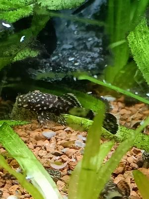 Ancistrus juveniles