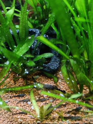 Ancistrus juveniles