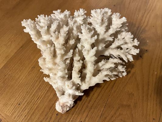 Corail de mer Rouge