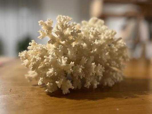 Corail de mer Rouge