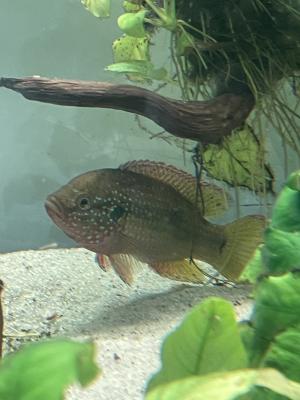 Cichlidés joyau