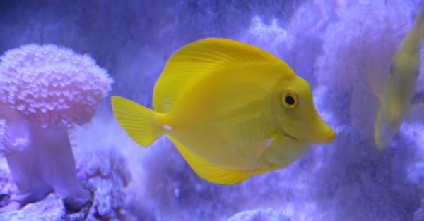 Zebrasoma flavescens sauvage