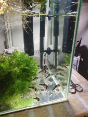 Corydoras adolfoi, Amano, king kong et Anentome