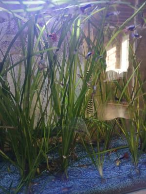 Guppys