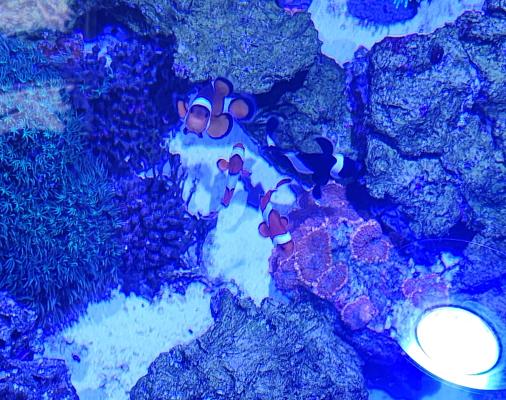 Poissons marins