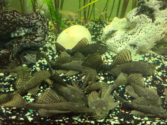 Ancistrus