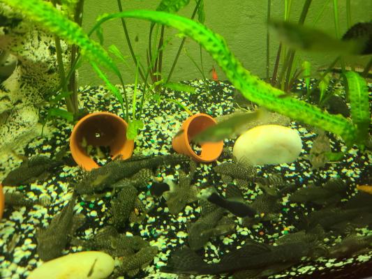Ancistrus