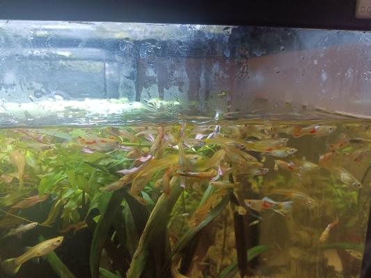 Guppys mâles et femelles.