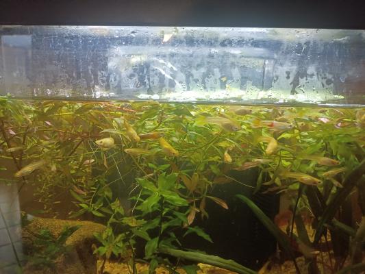 Guppys mâles et femelles.