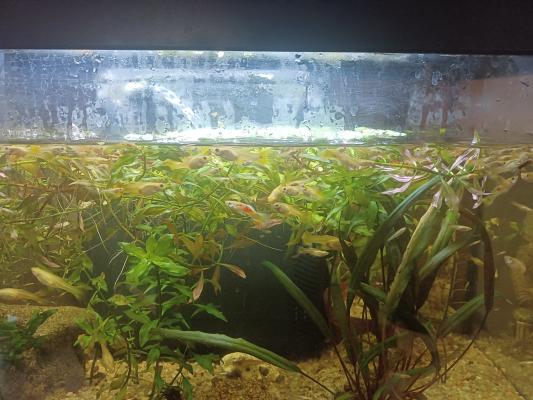 Guppys mâles et femelles.