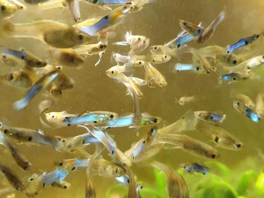 Endler's, guppy