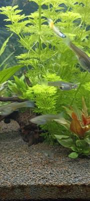 Don guppys endler femelles