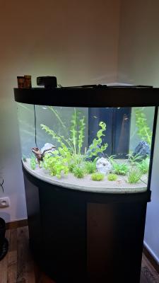 Aquarium Trigon Juwel 190 led