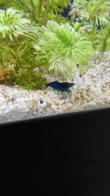 Crevettes blue velvet neocaridina
