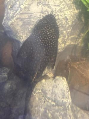 Poisson ancistrus à vendre