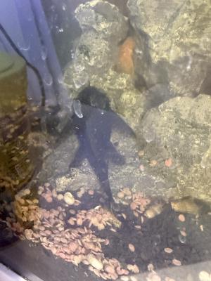 Poisson ancistrus à vendre