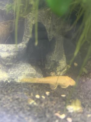 Ancistrus blanc jaune