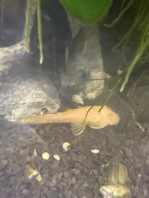 Ancistrus blanc jaune