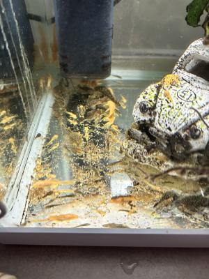 Ancistrus Commun ou Gold