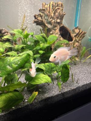 Aquarium Juwel 180L