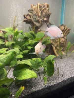 Aquarium Juwel 180L