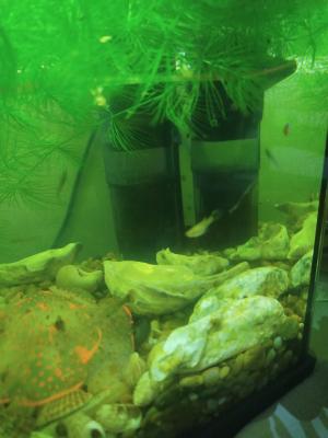 Alvin gambusia holbrooki