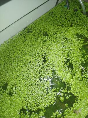 Lentilles d'eau