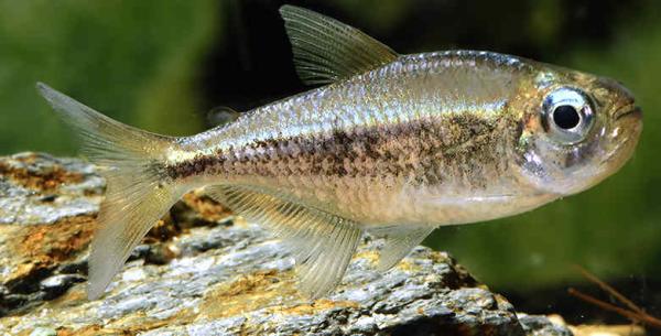 Moenkhausia nigromarginata