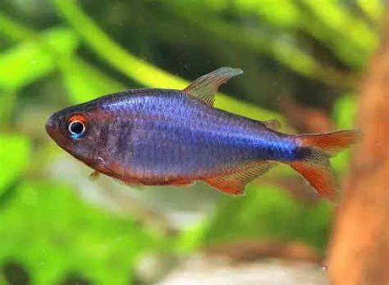 Hyphessobrycon wadai