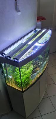 Aquarium Juwel Vision 260 équipé