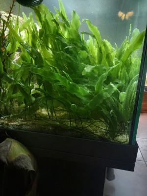 Caulerpa prolifera