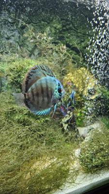 Discus Cobalt 12 cm
