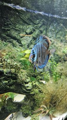 Discus Cobalt 12 cm